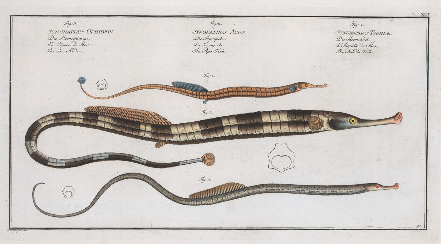 Marcus Elieser Bloch - 1. Syngnathus Typhle, The Neelde FIsh; 2. Syngnathus Acus, The Pipe Fish; 3. Syngnathus Ophidion, The Sea Adder.
