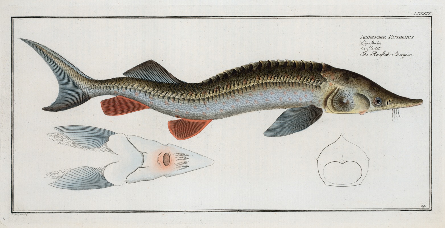 Marcus Elieser Bloch - Acipenser Ruthenus, The Rusfish-Sturgeon.