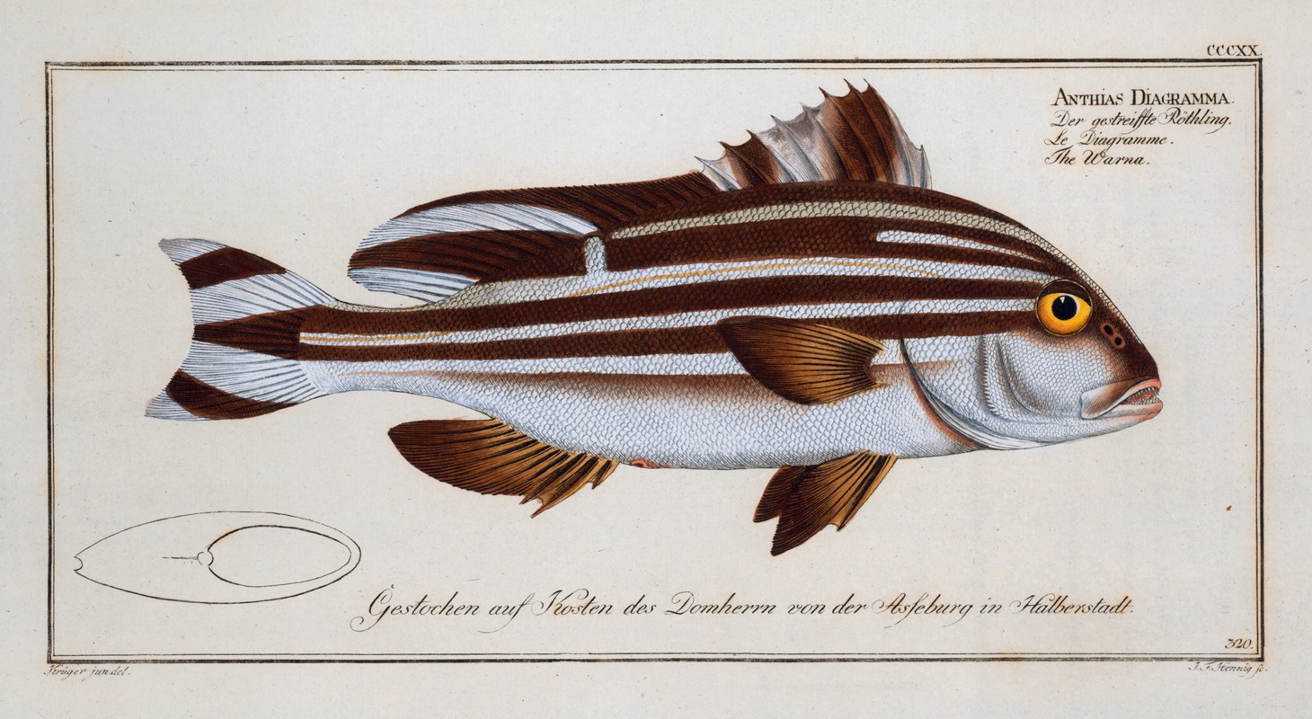 Marcus Elieser Bloch - Anthias Diagramma, The Warna.