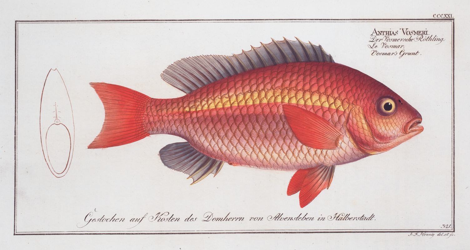 Marcus Elieser Bloch - Anthias Vosmeri, Vosmar’s Grunt.