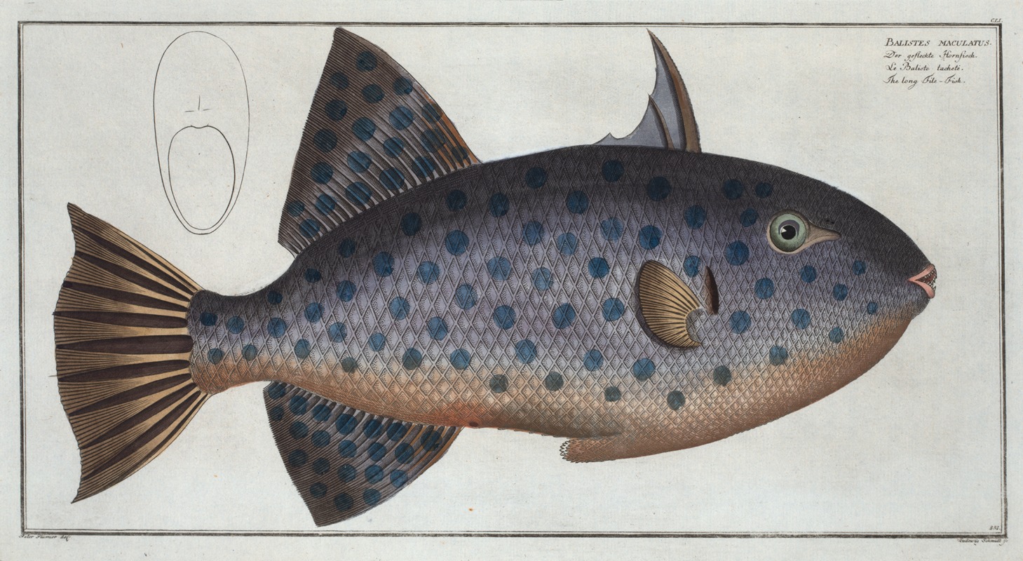 Marcus Elieser Bloch - Balistes maculatus, The long File-Fish.