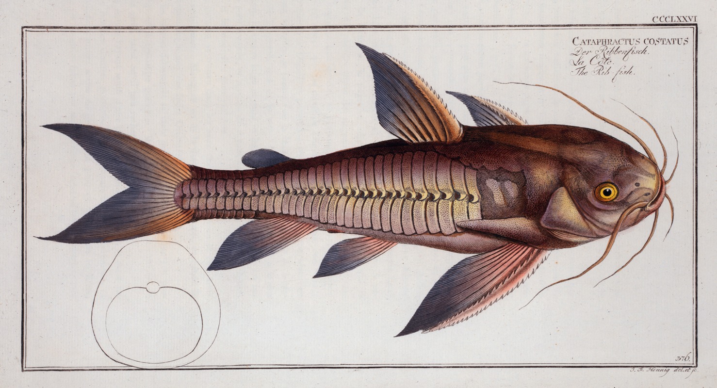 Marcus Elieser Bloch - Cataphractus costatus, The Rib-fish.