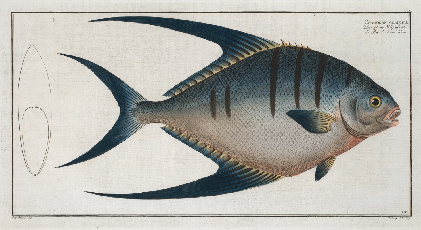 Marcus Elieser Bloch - Chaetodon glaucus.