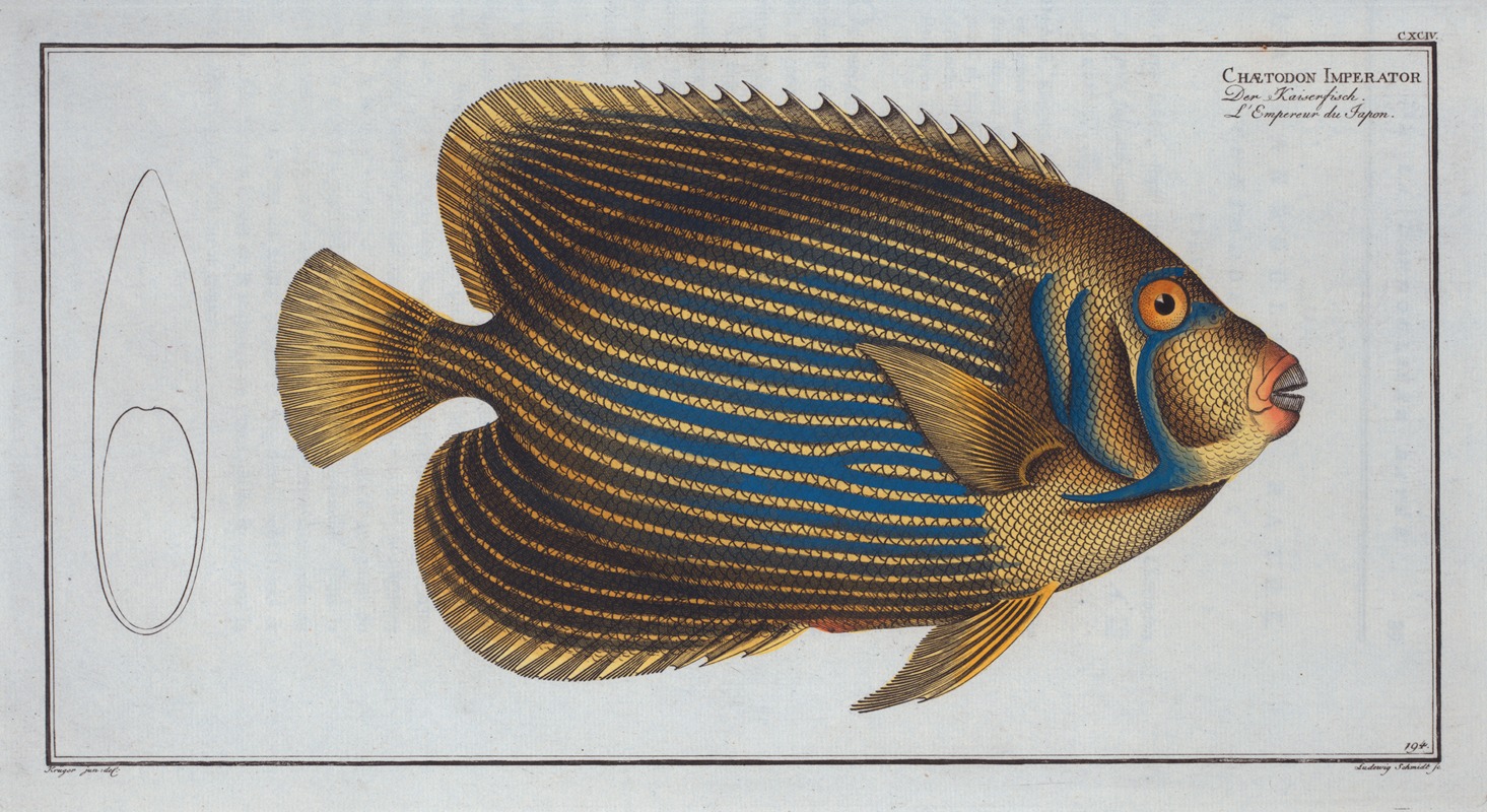 Marcus Elieser Bloch - Chaetodon Imperator.