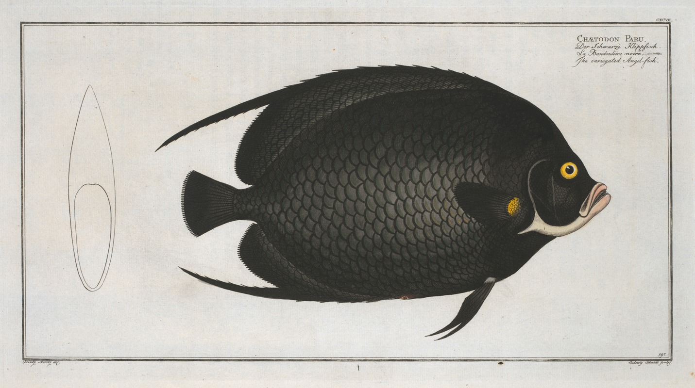 Marcus Elieser Bloch - Chaetodon Paru, The variegated Angel-fish.