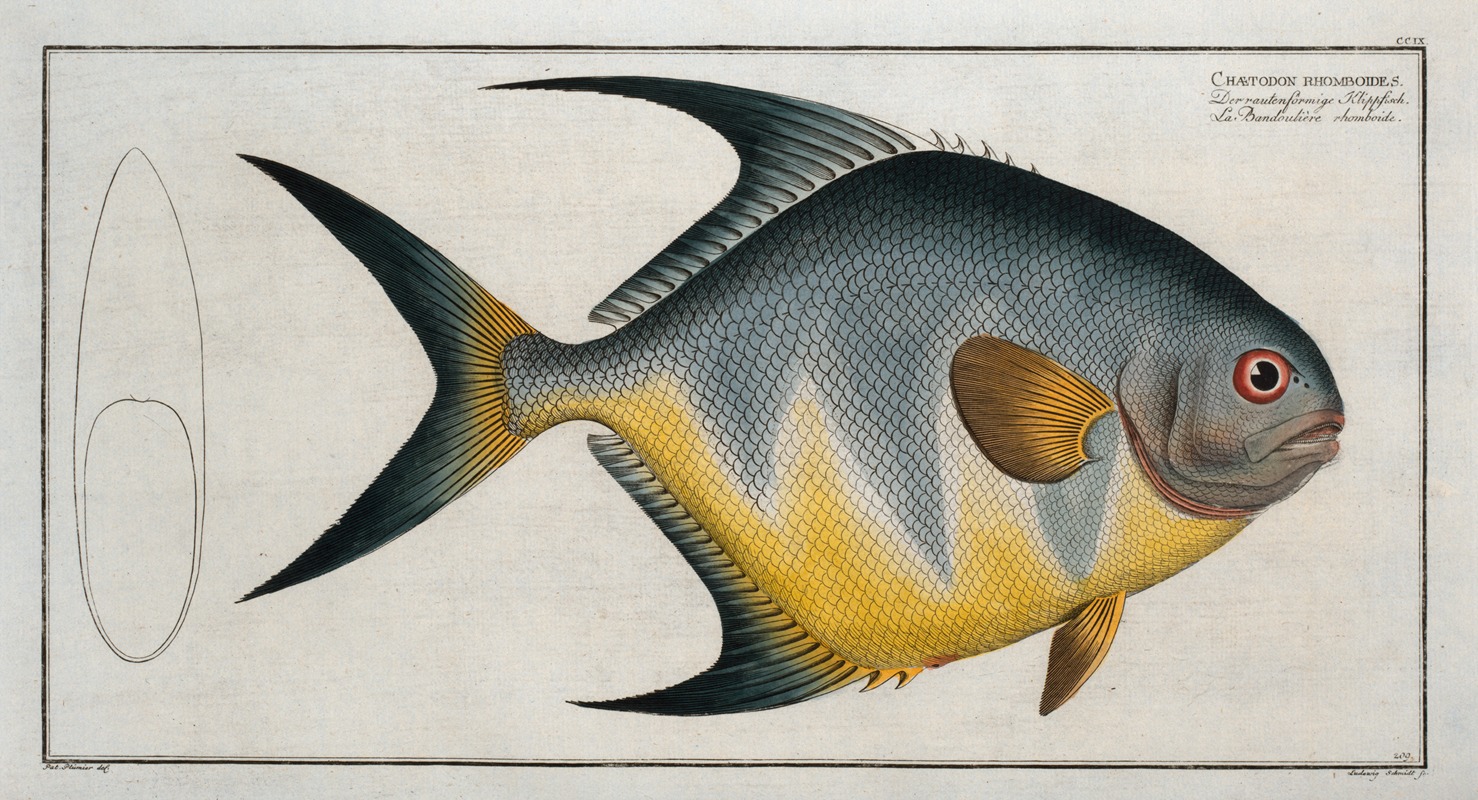 Marcus Elieser Bloch - Chaetodon rhomboides.