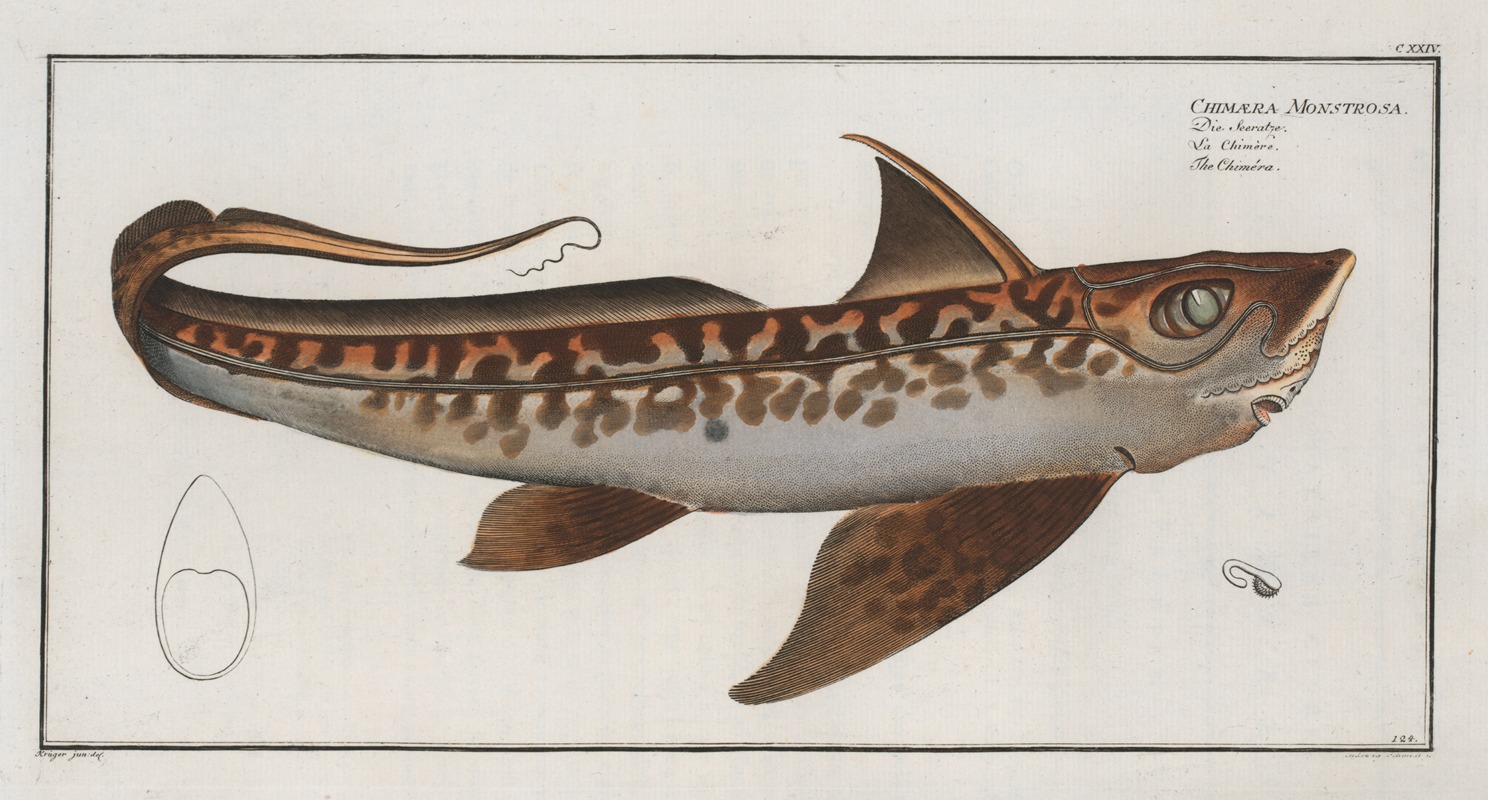 Marcus Elieser Bloch - Chimaera Monstrosa, The Chiméra.