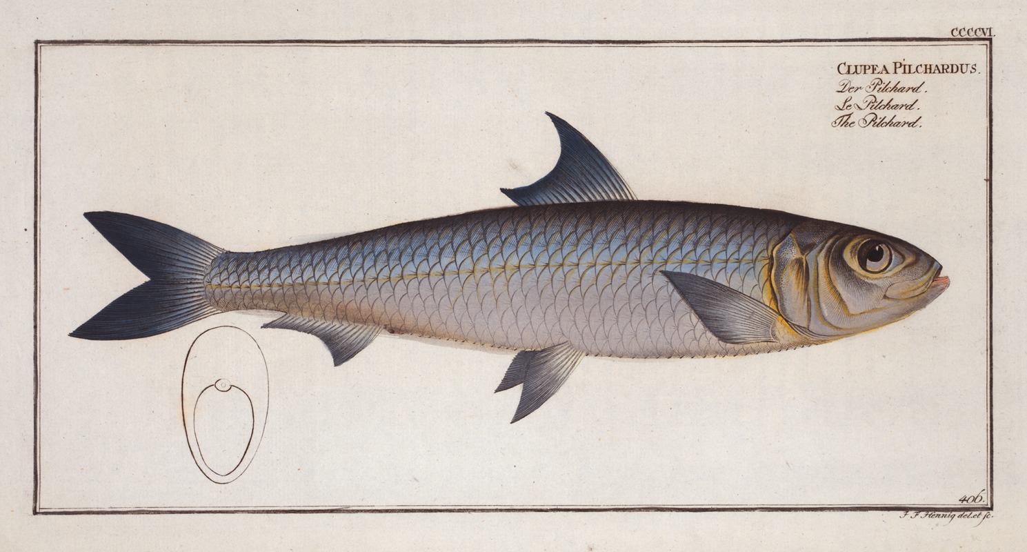 Marcus Elieser Bloch - Clupea Pilchardus, The Pilchard.