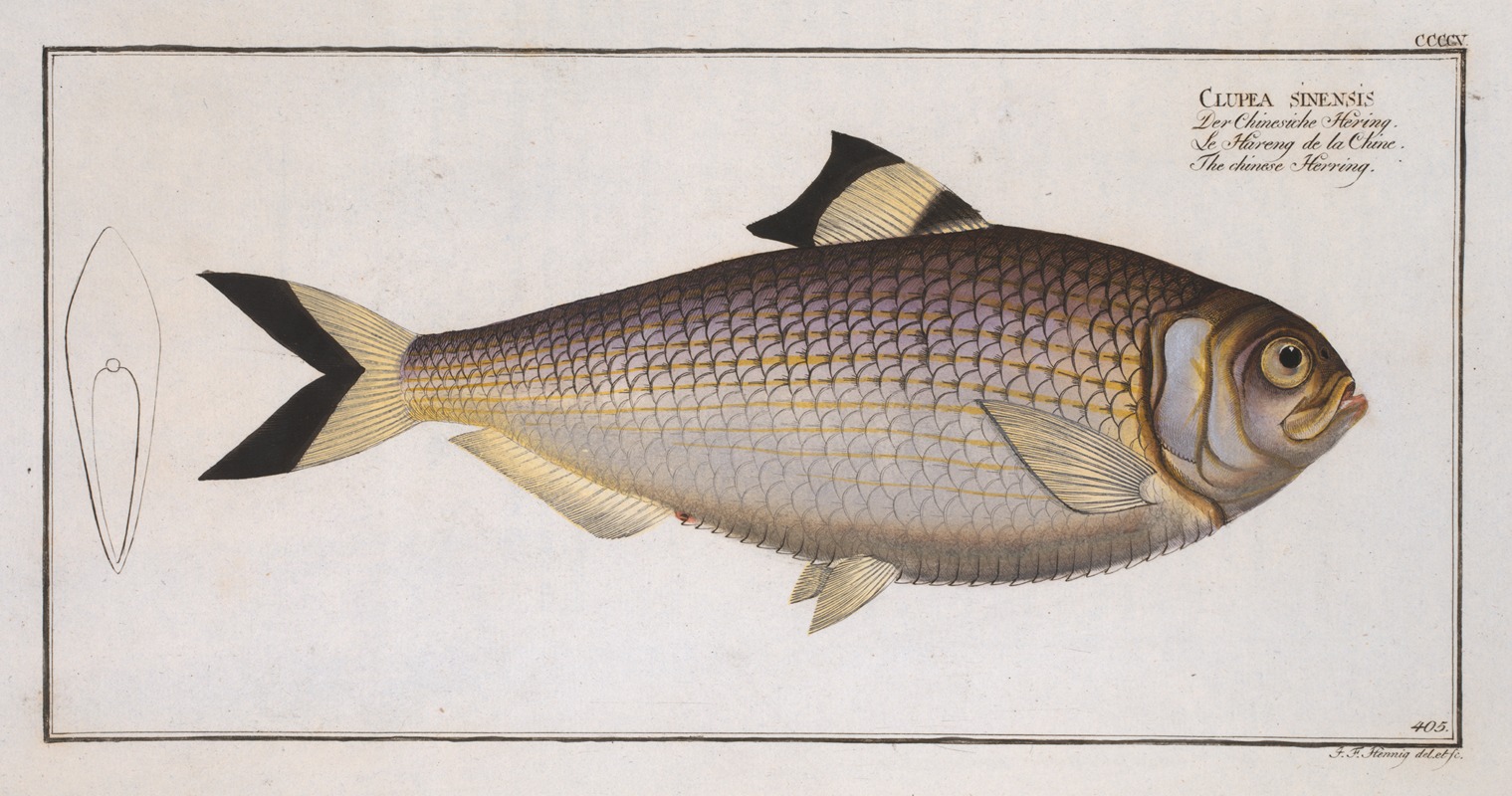 Marcus Elieser Bloch - Clupea sinensis, The chinese Herring.