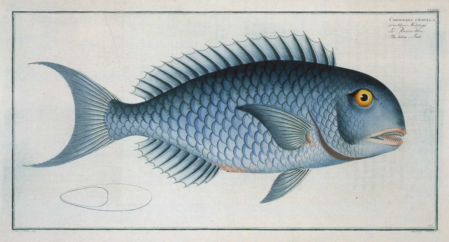 Marcus Elieser Bloch - Coryphaena coerulea, The Bleu-Fish