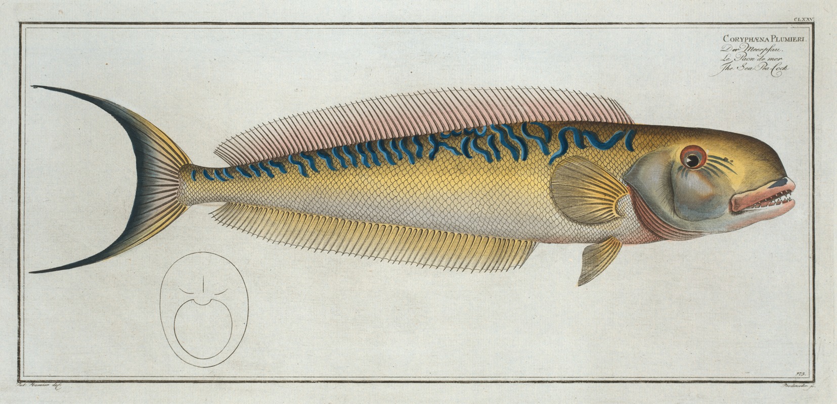 Marcus Elieser Bloch - Coryphaena Plumieri, The Sea Pea-Cock