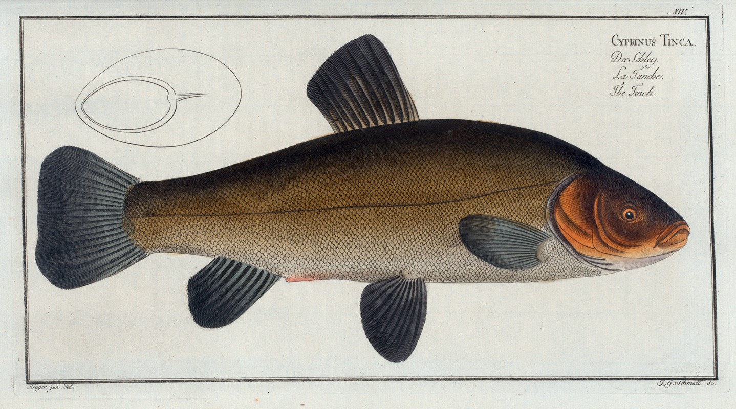 Marcus Elieser Bloch - Cypirnus Tinca, The Tench