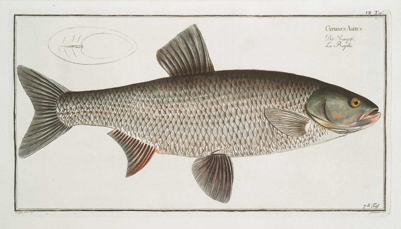 Marcus Elieser Bloch - Cyprinus Aspius, The Aspius.