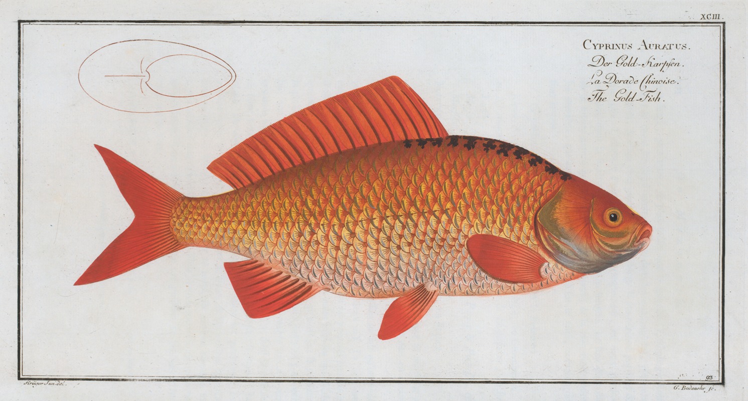 Marcus Elieser Bloch - Cyprinus Auratus, The Gold-Fish.