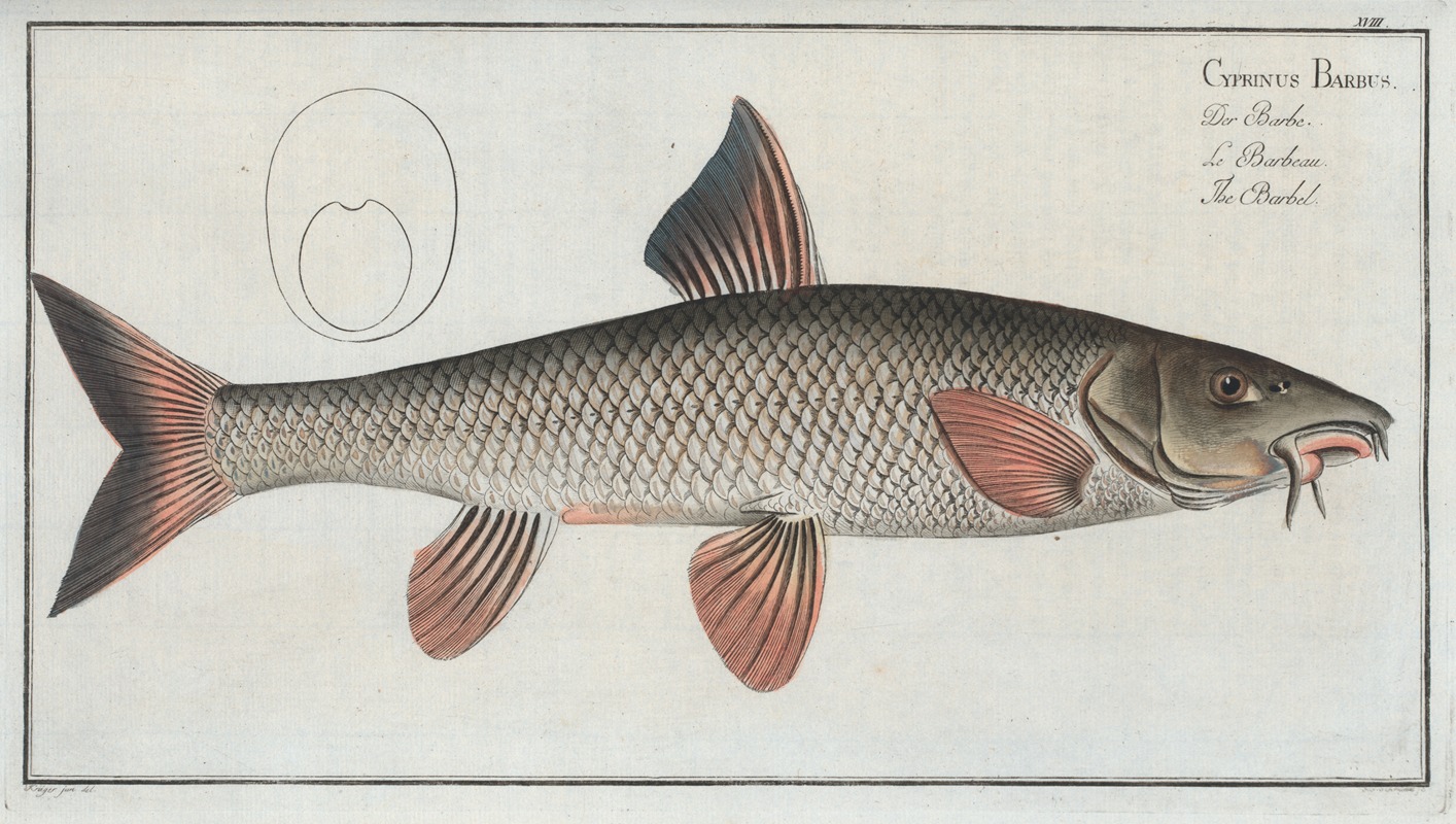 Marcus Elieser Bloch - Cyprinus Barbus, The Barbel.