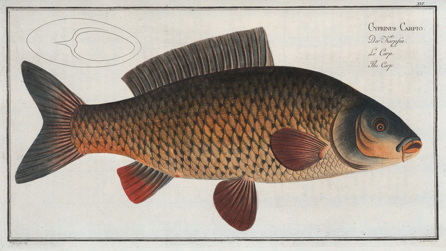 Marcus Elieser Bloch - Cyprinus Carpio, The Carp.