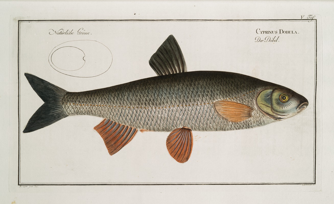 Marcus Elieser Bloch - Cyprinus Dobula, The Dobula.