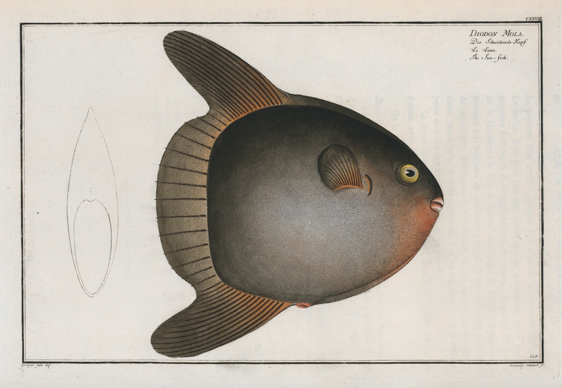 Marcus Elieser Bloch - Diodon Mola, The Sun-fish.