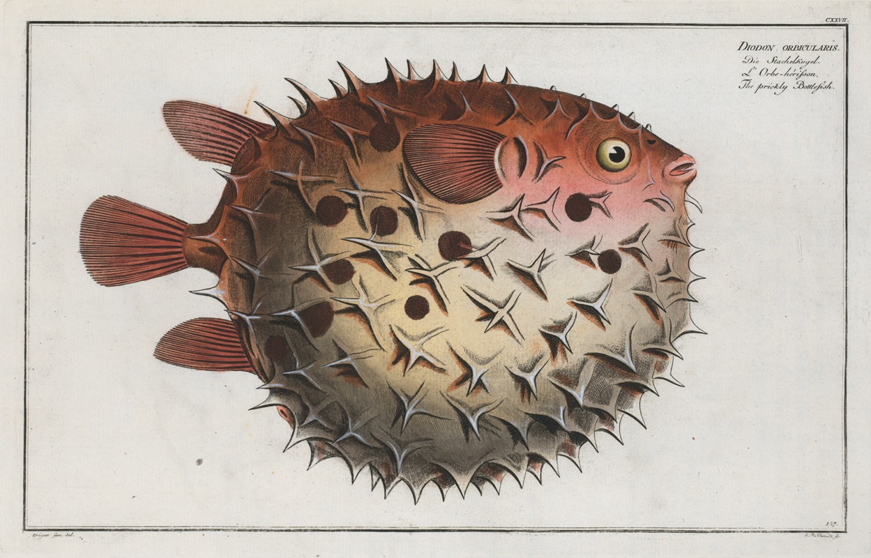 Marcus Elieser Bloch - Diodon orbicularis, The prickly Bottlefish.