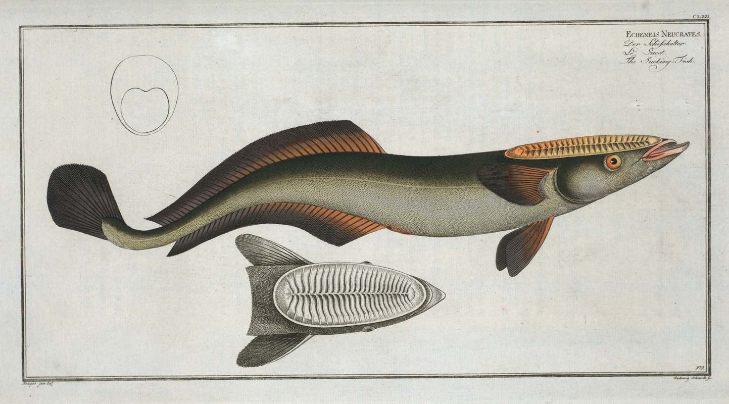 Marcus Elieser Bloch - Echeneis Neucrates, The Sucking-Fish.