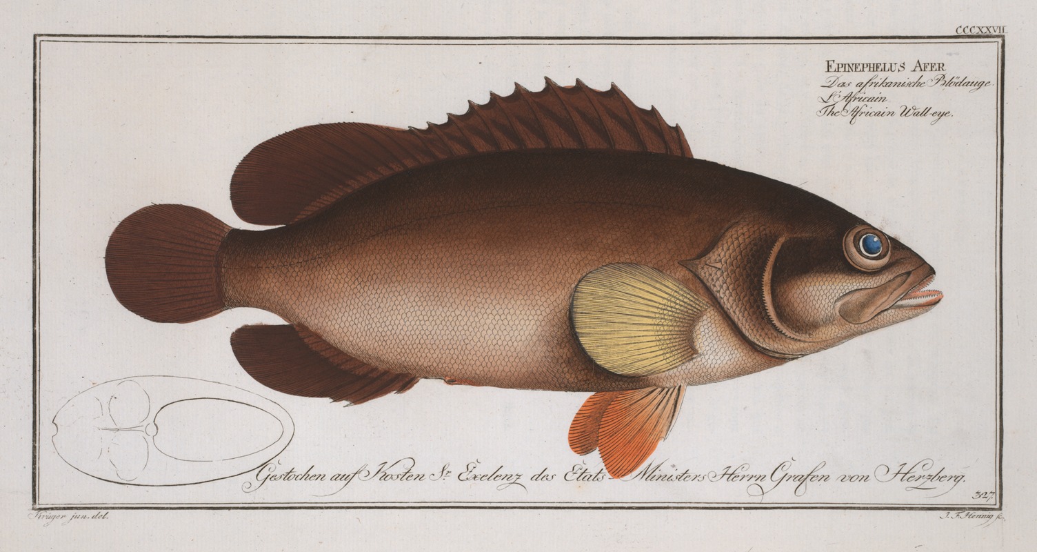 Marcus Elieser Bloch - Epinephelus Afer, The Africain Wall-eye.