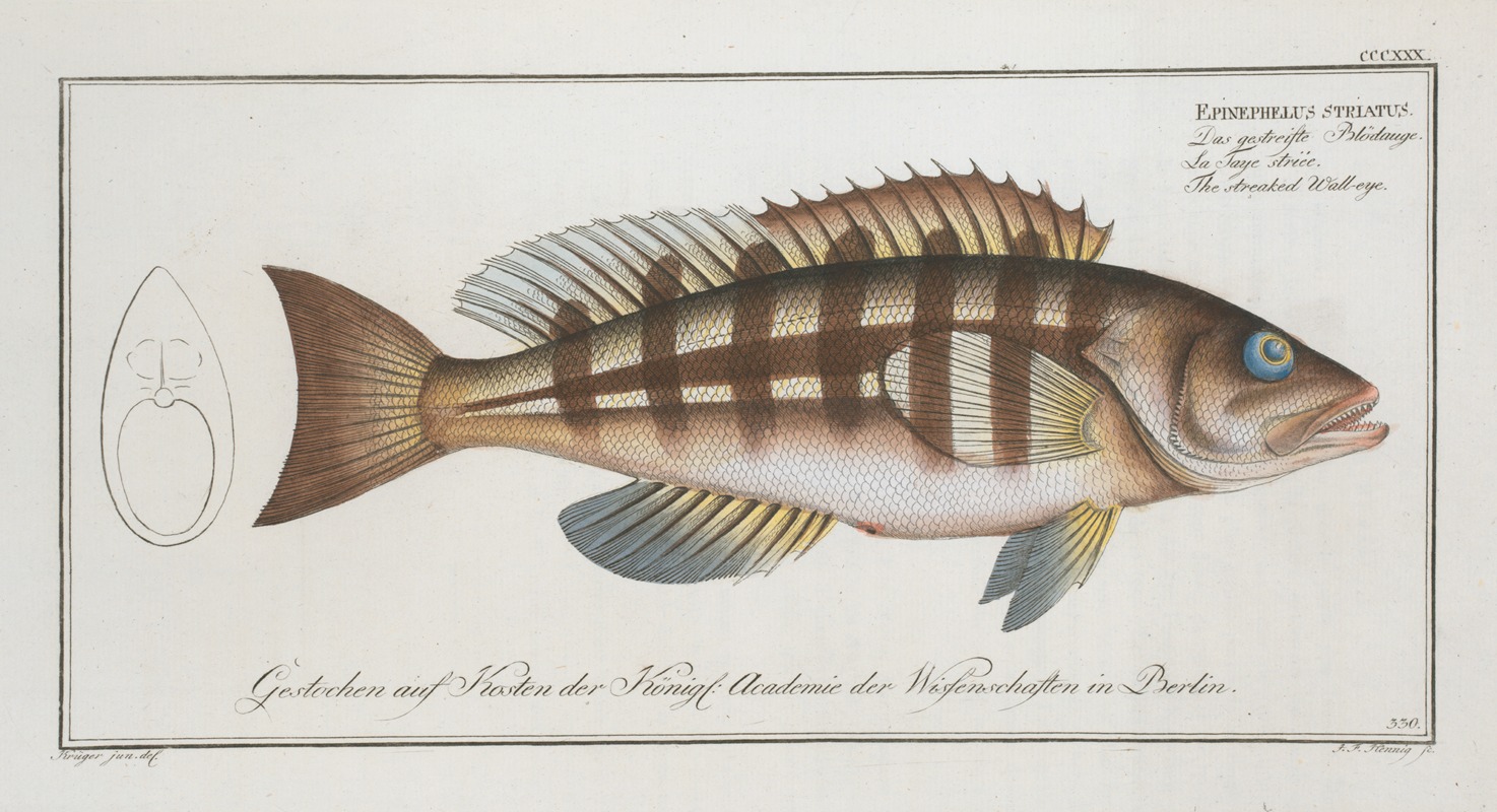 Marcus Elieser Bloch - Epinephelus striatus, The streaked Wall-eye.