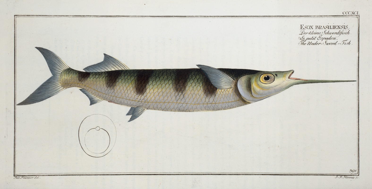 Marcus Elieser Bloch - Esox brasiliensis, The Under-Sword-Fish.