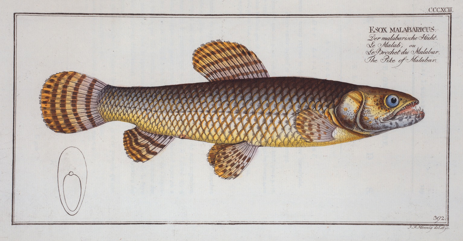 Marcus Elieser Bloch - Esox malabaricus, The Pike of Malabar.