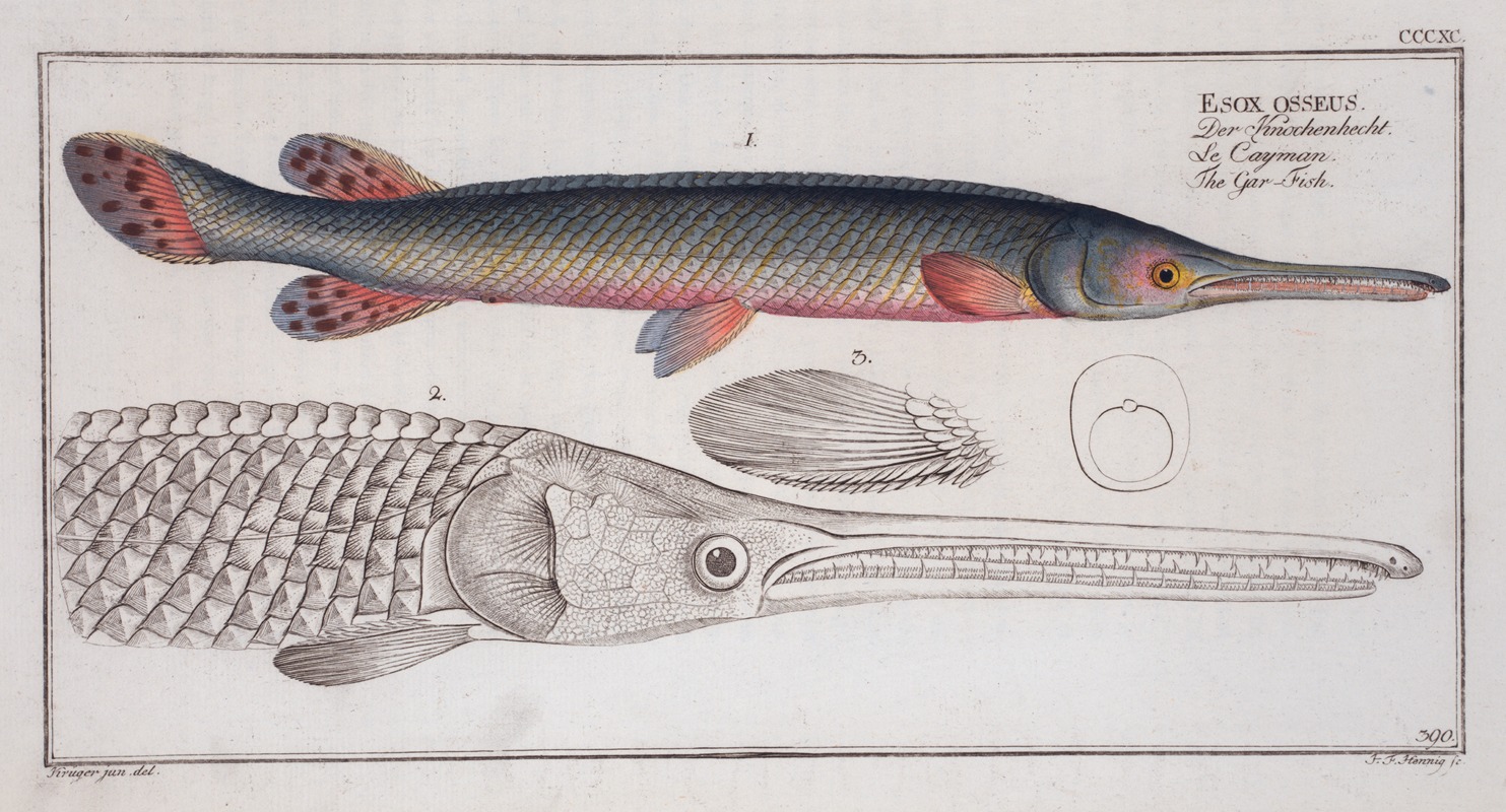 Marcus Elieser Bloch - Esox osseus, The Gar-Fish.
