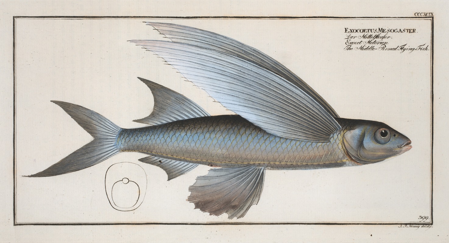 Marcus Elieser Bloch - Exocoetus Mesogaster, The Middle-Pinned Flying-Fish.