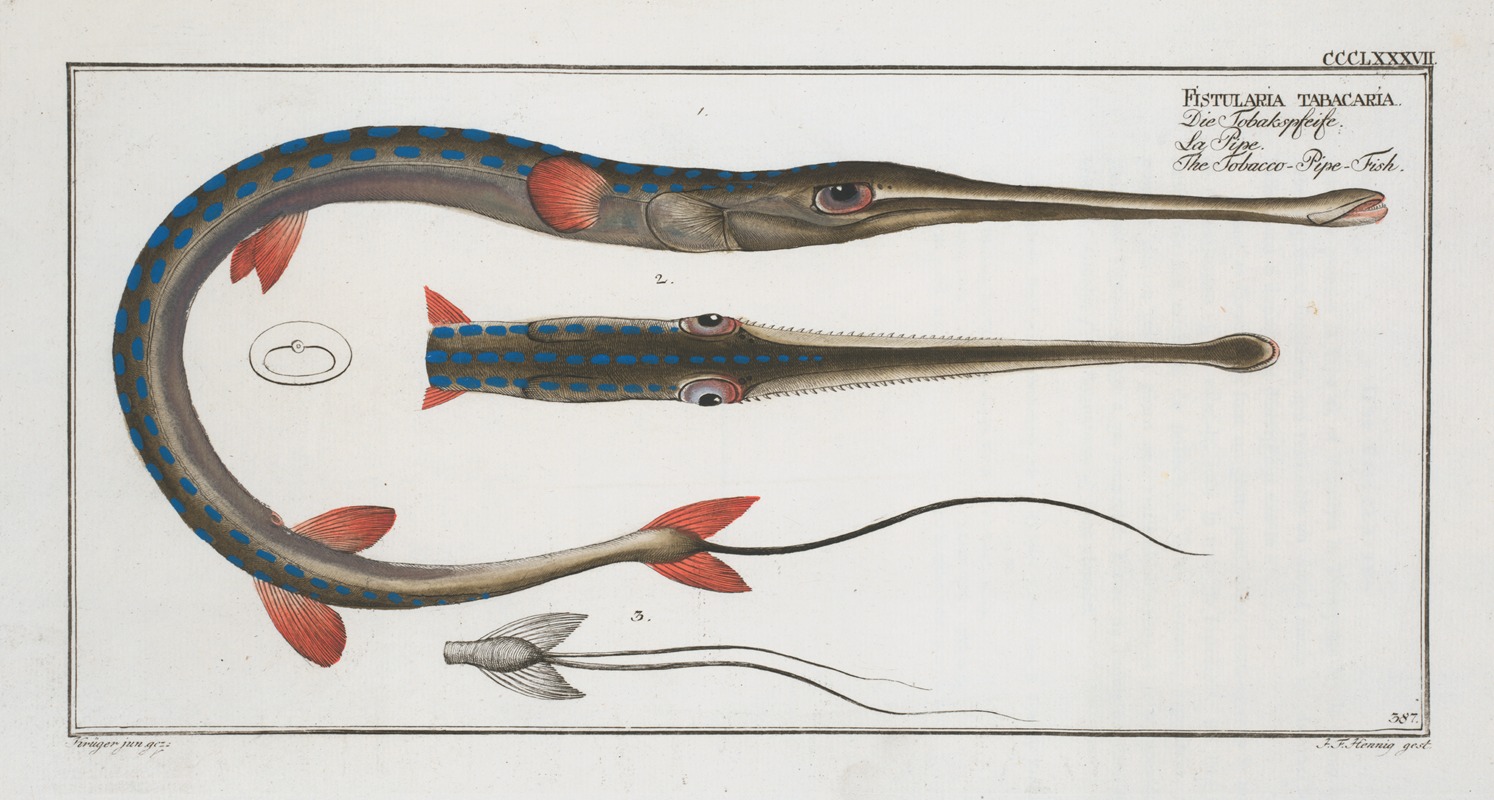 Marcus Elieser Bloch - Fistularia tabacaria, The Tobacco-Pipe-Fish.