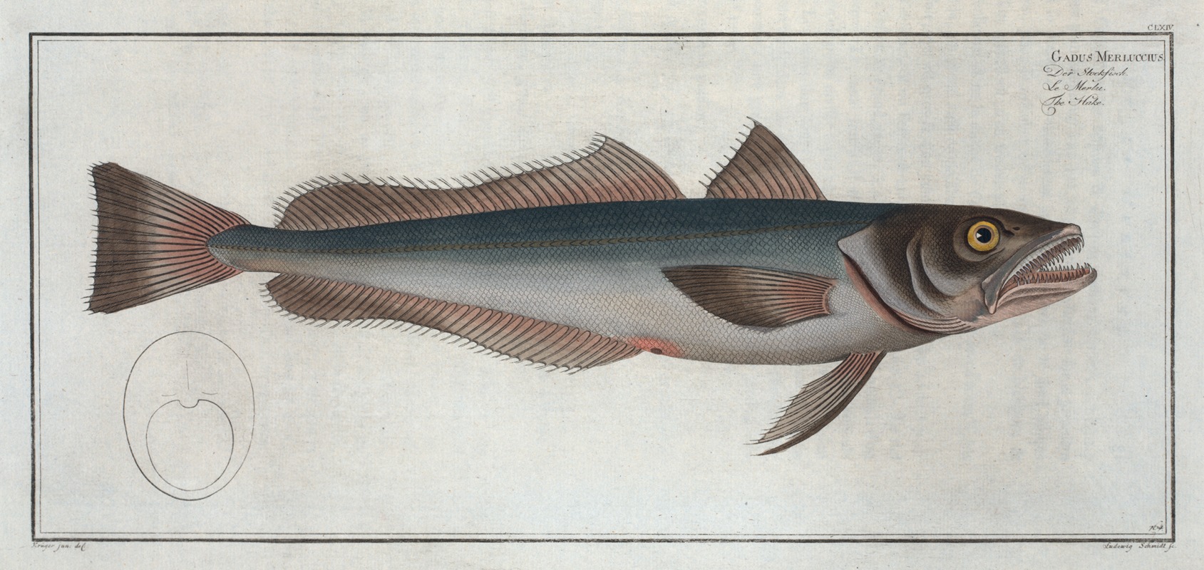 Marcus Elieser Bloch - Gadus Merluccius, The Hake.