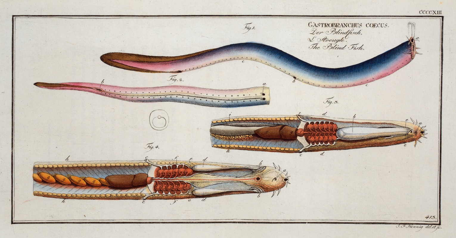 Marcus Elieser Bloch - Gastrobranchus coecus, The Blind-Fish.