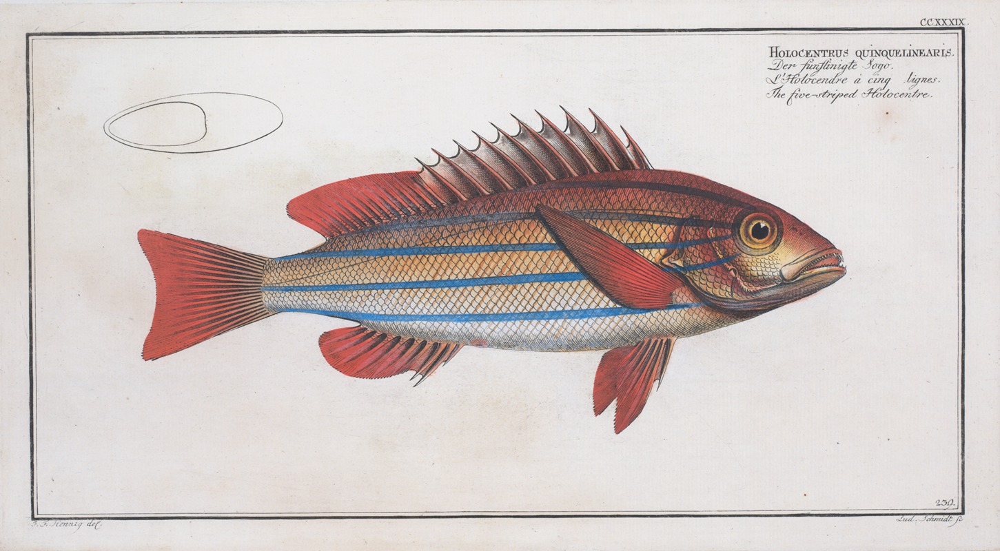 Marcus Elieser Bloch - Holocentrus quinquelineatus, The five-striped Holocentre.