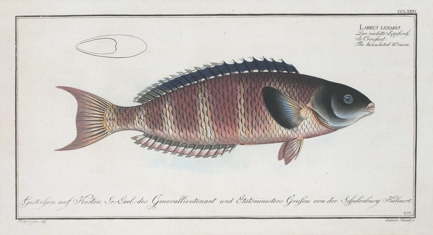 Marcus Elieser Bloch - Labrus lunaris, The lunulated Wrasse.