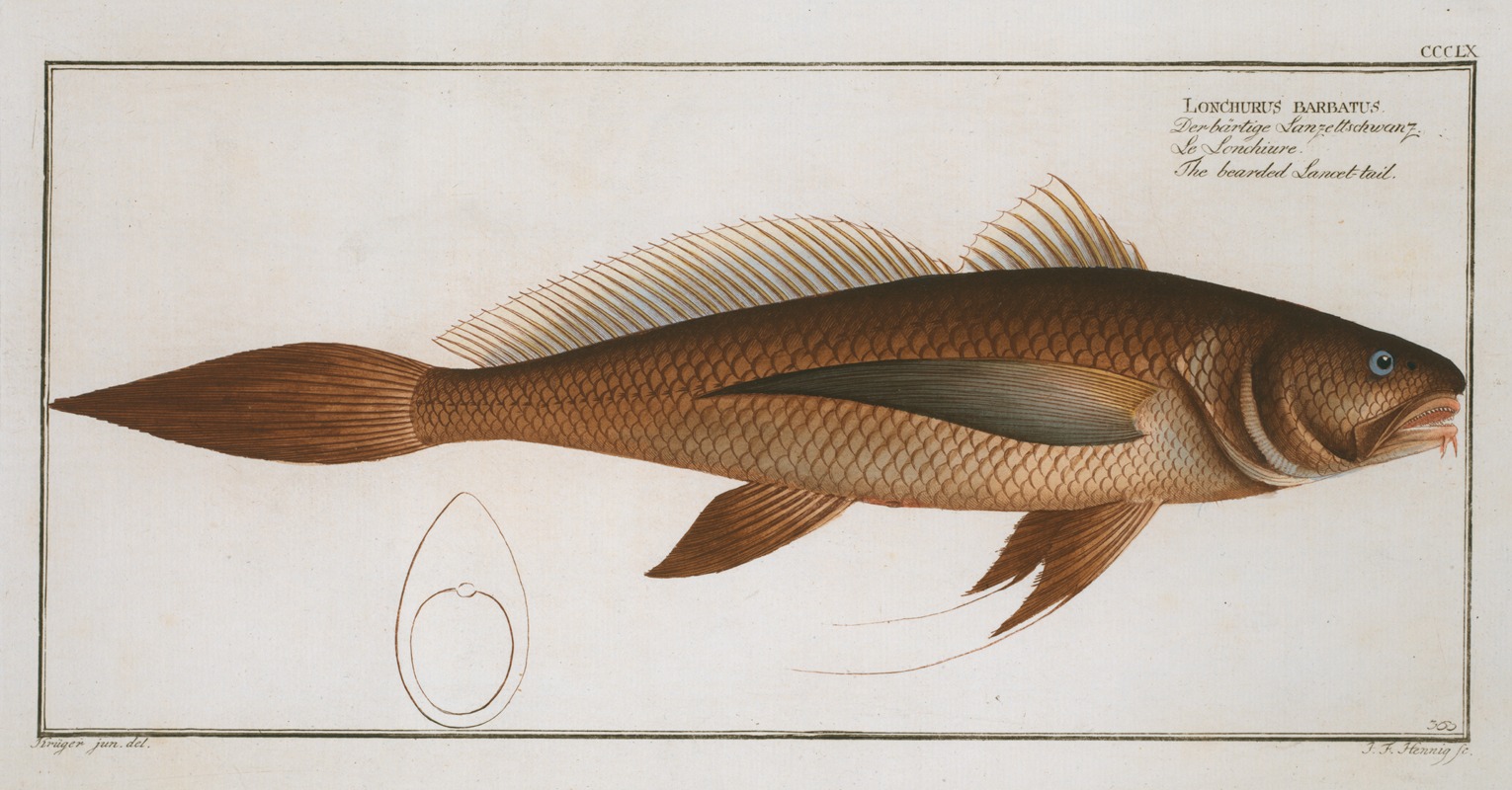 Marcus Elieser Bloch - Lonchurus barbatus, The bearded Lancet-tail.
