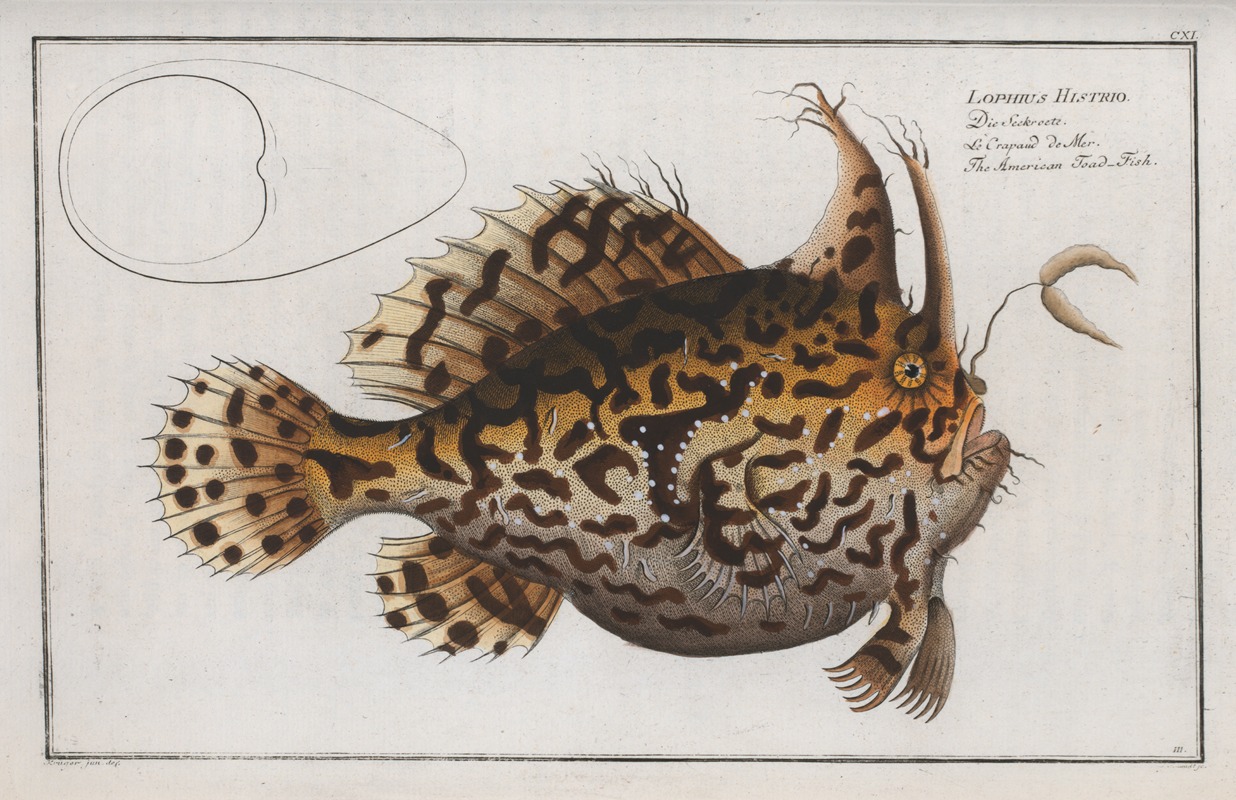 Marcus Elieser Bloch - Lophius Histrio, The American Toad-Fish.