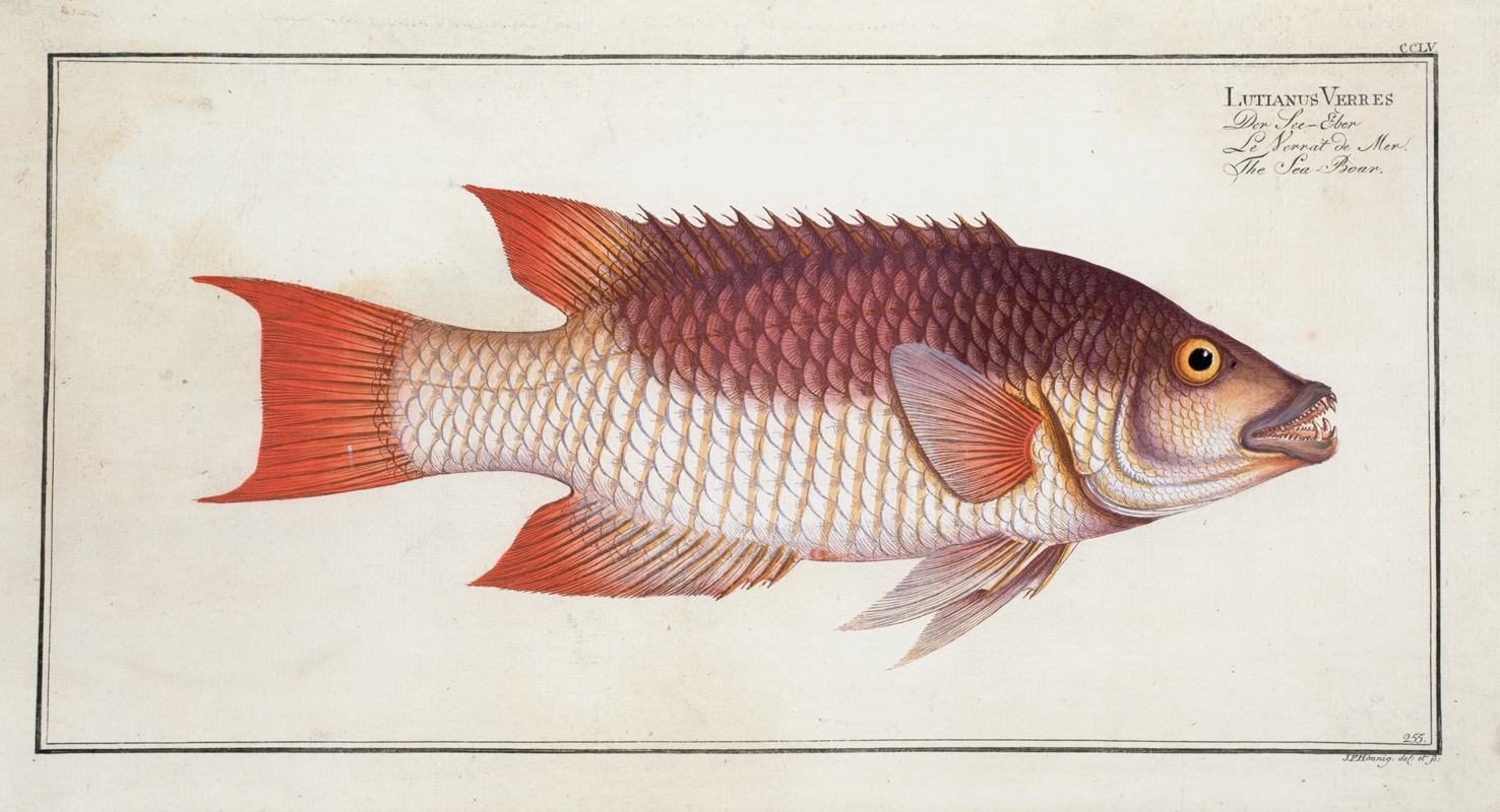 Marcus Elieser Bloch - Lutianus Vrres, The Sea Boar.