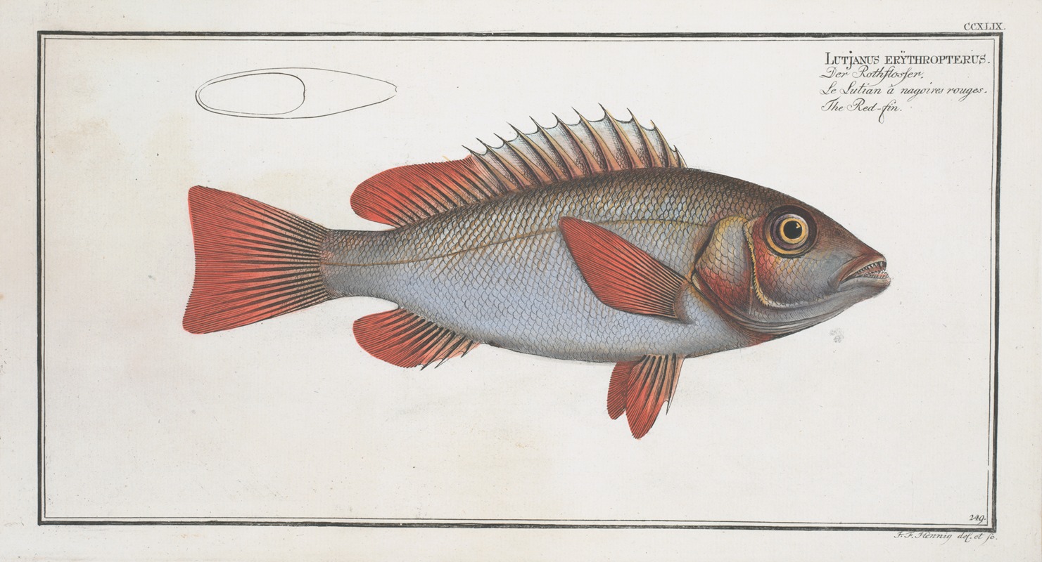 Marcus Elieser Bloch - Lutjanus erythropterus, The Red-fin.