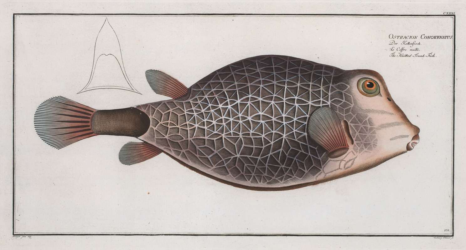Marcus Elieser Bloch - Ostracion Concatenatus, The Knitted -Trunk-Fish.
