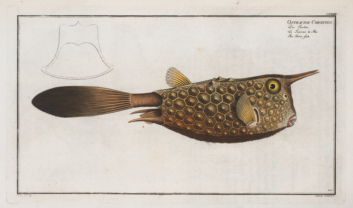 Marcus Elieser Bloch - Ostracion Cornutus, The Horn-fish.