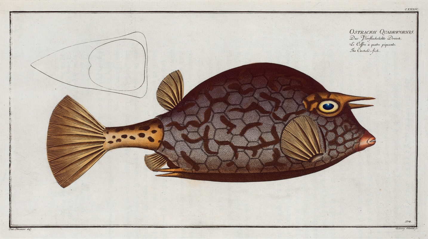 Marcus Elieser Bloch - Ostracion Quadricornis, The Cuckold-fish.