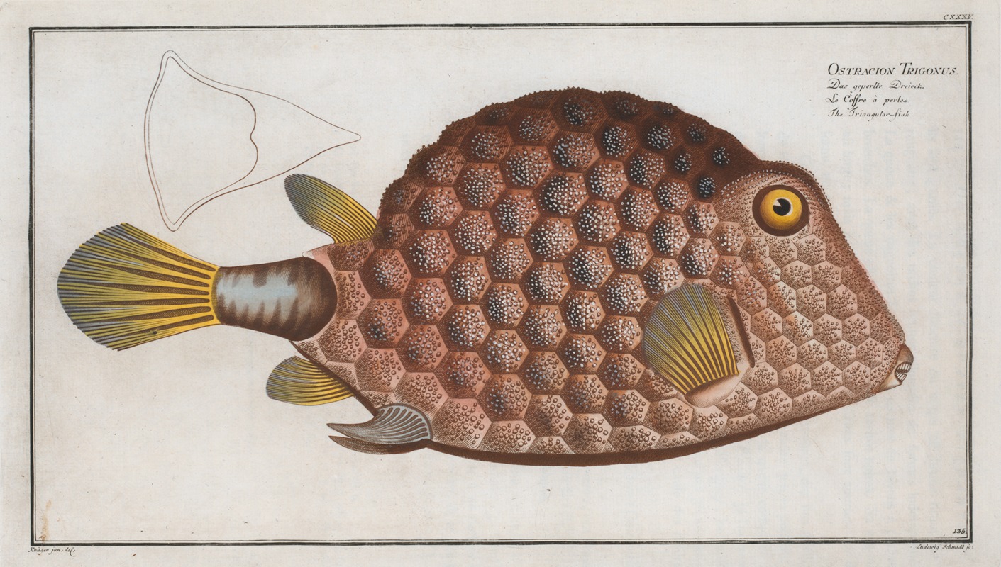 Marcus Elieser Bloch - Ostracion Tricornus, The Triangular-fish.