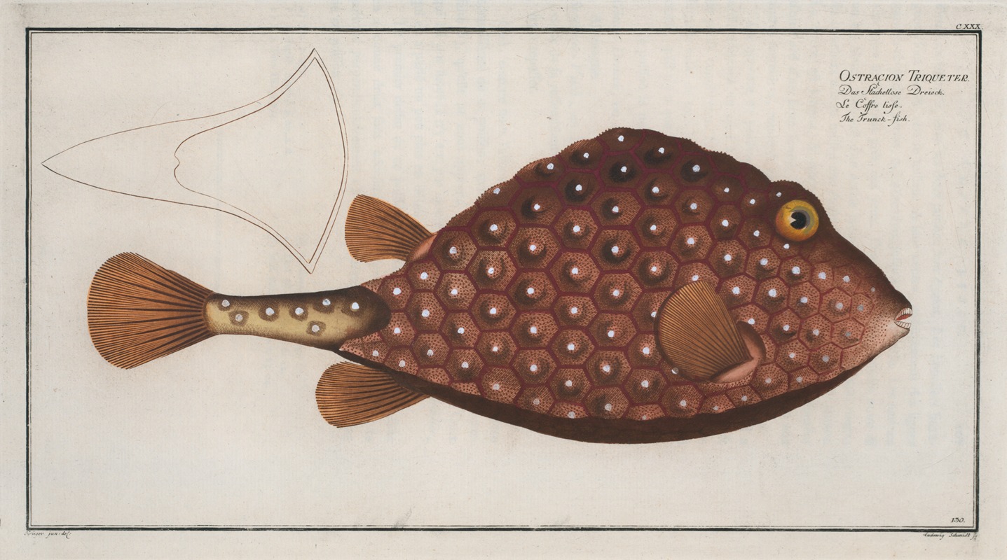 Marcus Elieser Bloch - Ostracion Triqueter, The Trunck-fish.