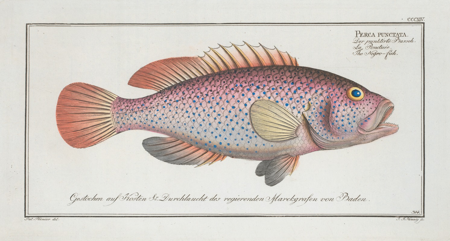 Marcus Elieser Bloch - Perca punctata, The Negro-fish.