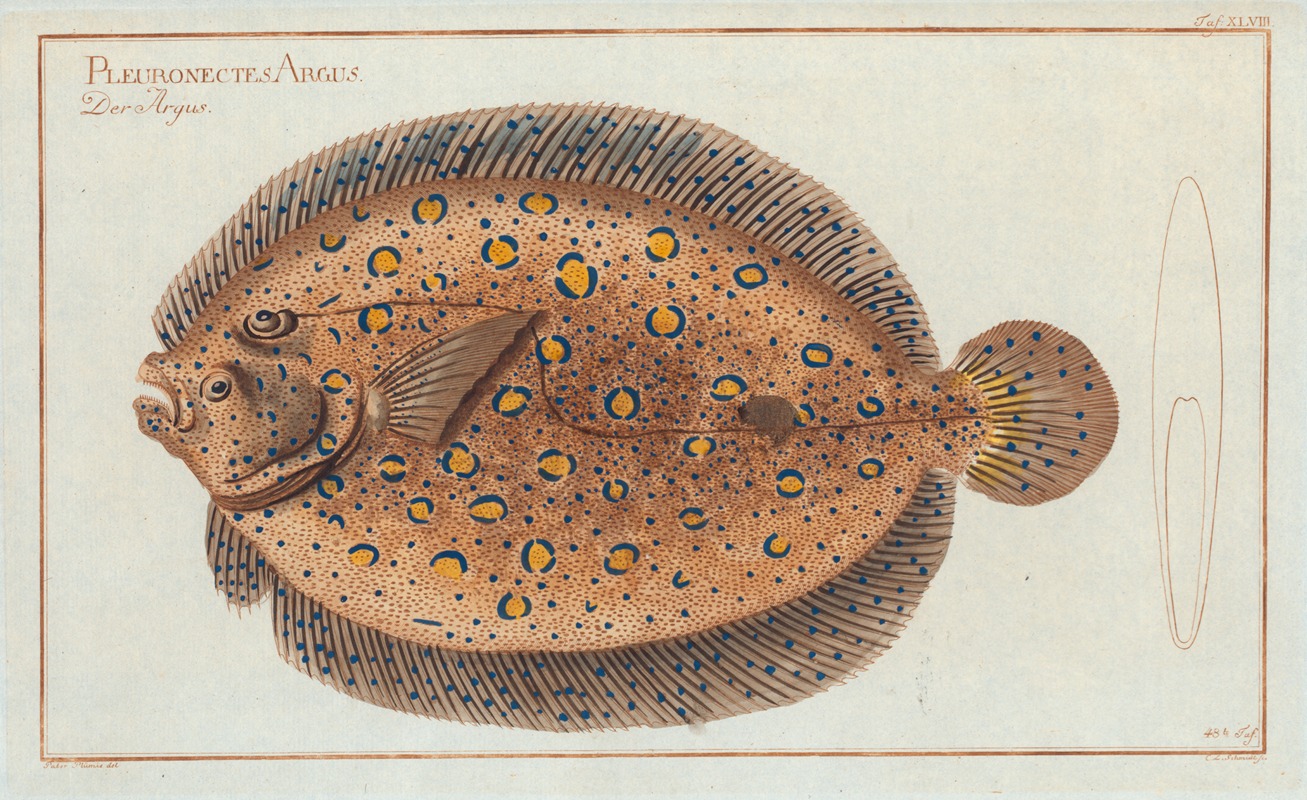 Marcus Elieser Bloch - Pleuronectes Argus, The Argus-Flounder.