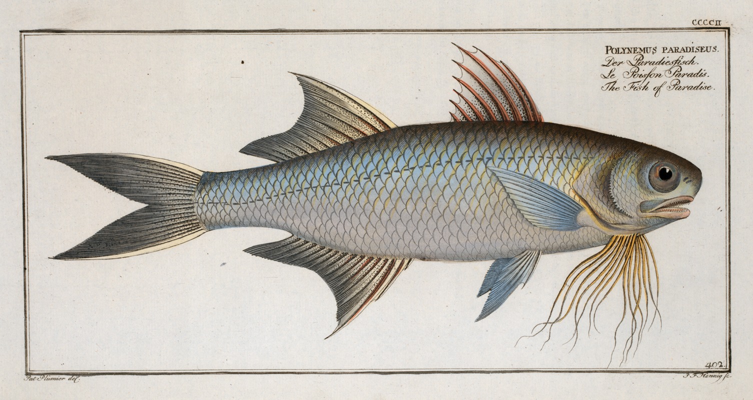 Marcus Elieser Bloch - Polynemus paradiseus, The Fish of Paradise.