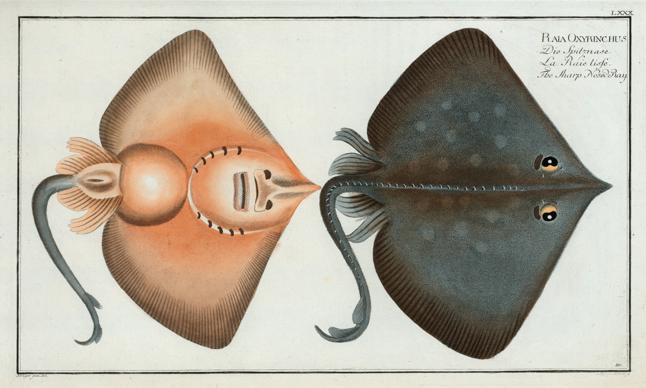 Marcus Elieser Bloch - Raja Oxyrinchus, The Sharp Nosed-Ray.