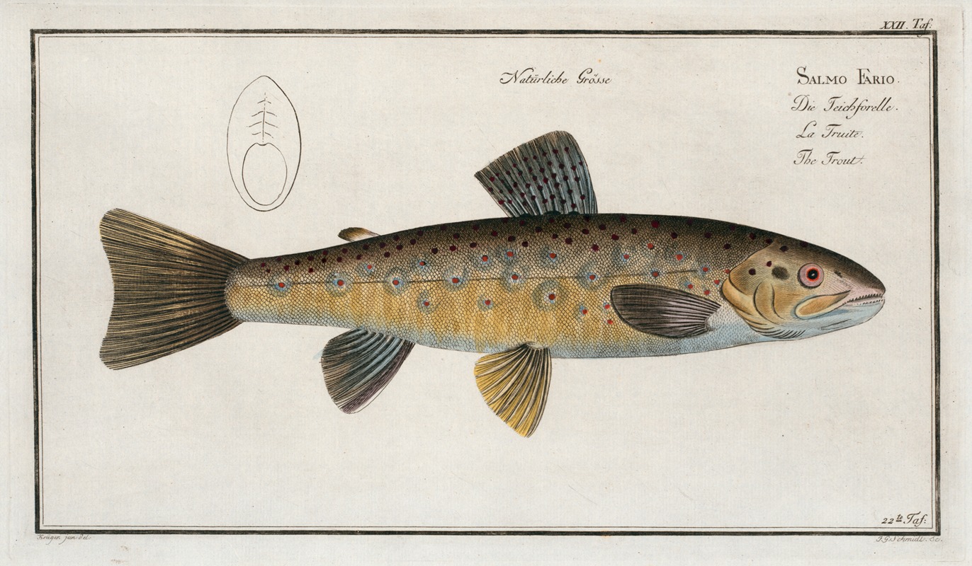 Marcus Elieser Bloch - Salmo Fario, The Trout.