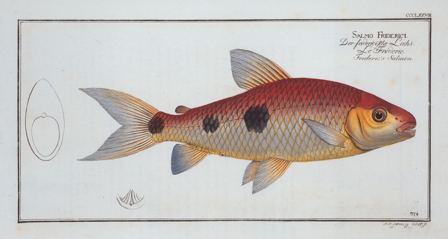 Marcus Elieser Bloch - Salmo Friderici, The Frederic’s Salmon.